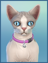 ansehen Sphynx Kleo Erwachsen